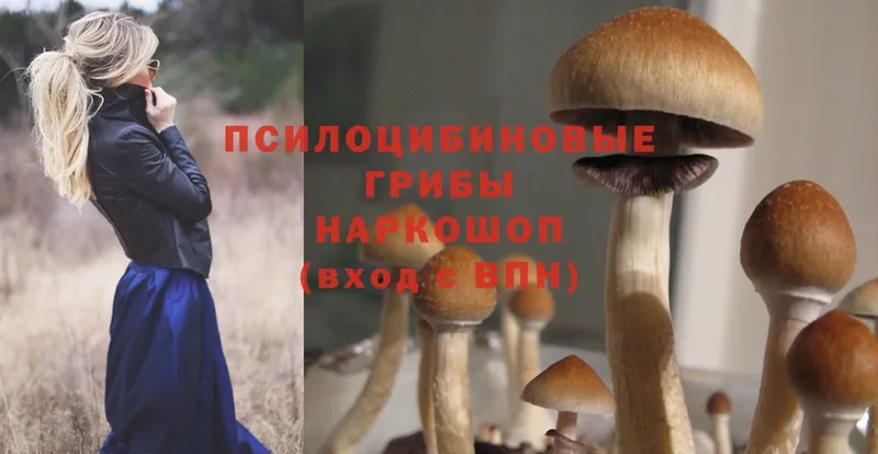 Псилоцибиновые грибы Magic Shrooms  Дорогобуж 